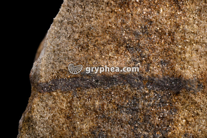 Grès avec matière organique - détail - gryphea.org